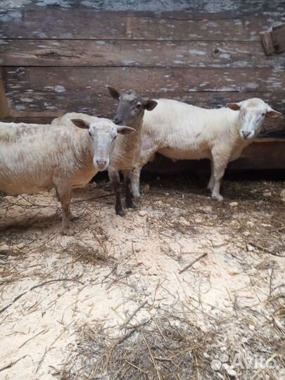 Овцы 2023г. 300 ягнята 2-4мес. договорная