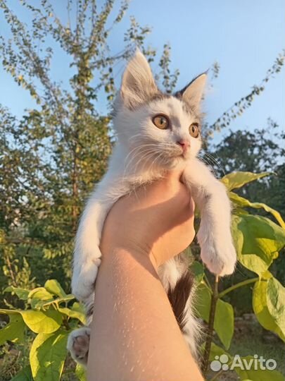 Двортерьер кошка
