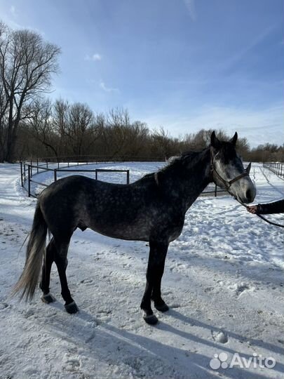 Продается орловский жеребец