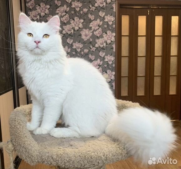 Сибирский кот