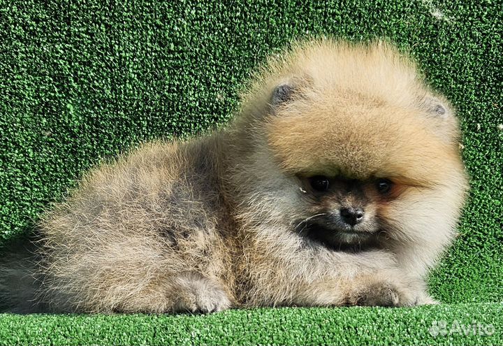 Померанский шпиц