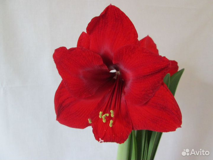Амариллис в воске