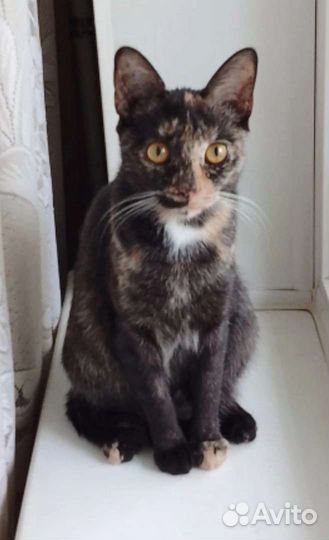 Кошечка Ляля в добрые руки