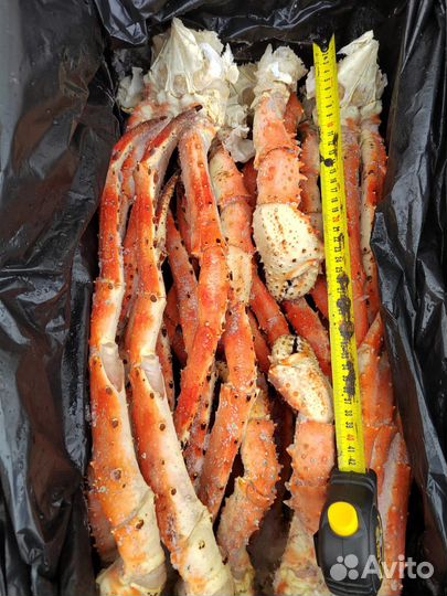 Камчатский краб фаланга очень крупный