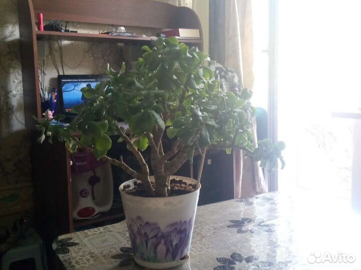 Денежное дерево