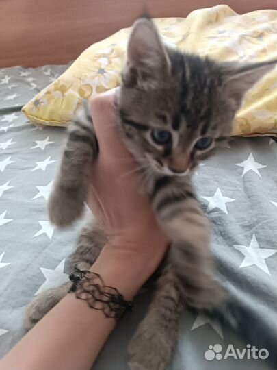 Котенок бесплатно