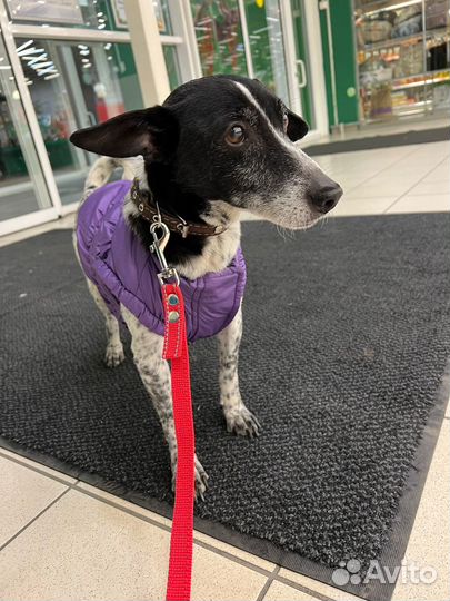 Малыш Рони год ждет своего Человека