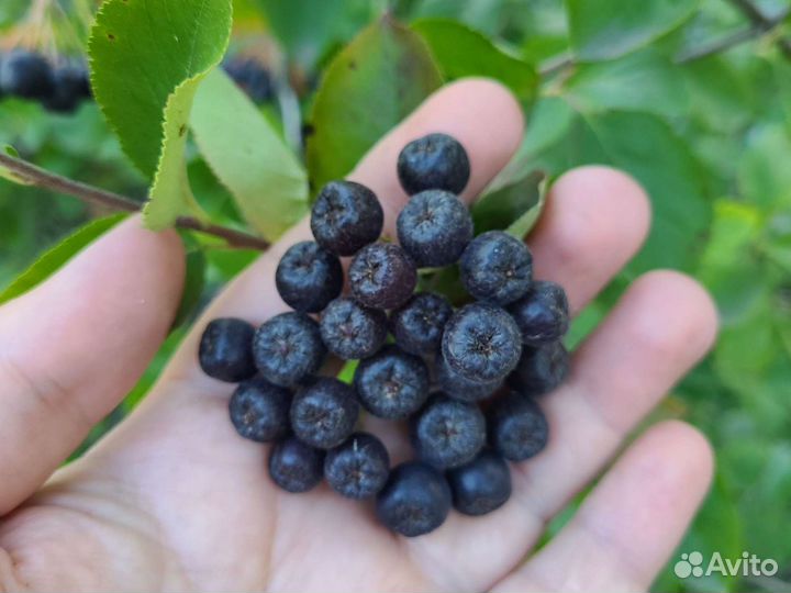 Черноплодная рябина ягоды