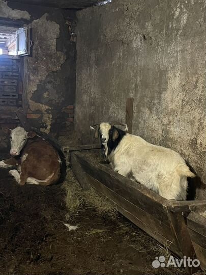 Бурский козел