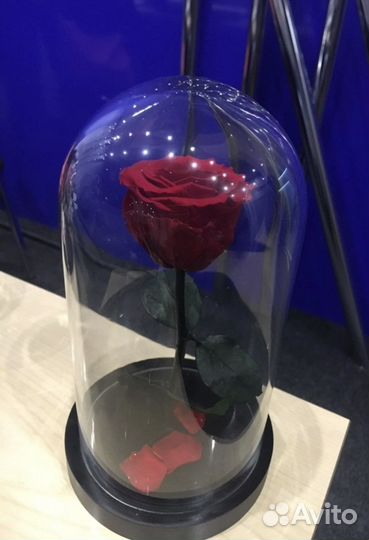 Роза в колбе