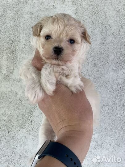 Мальтипу F1 девочка и пекапу ф2 мальчик