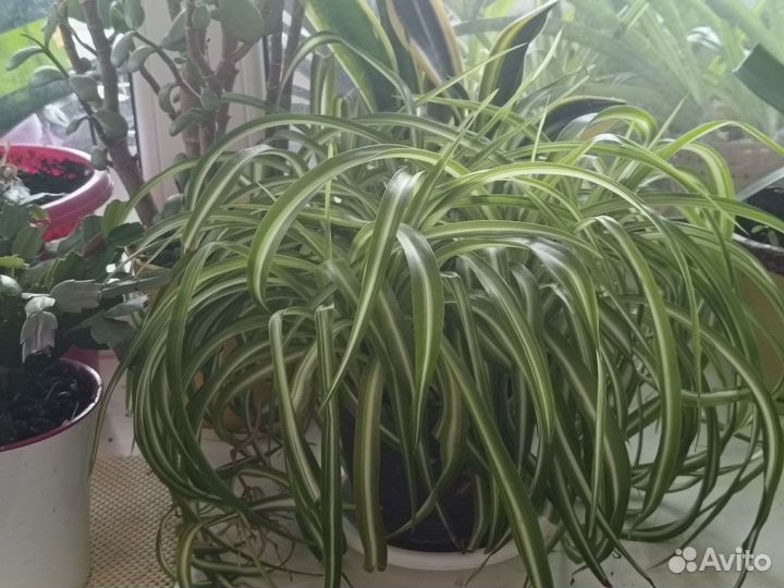 Хлорофитум и традесканция