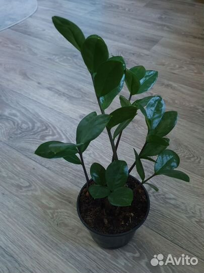 Замиокулькас