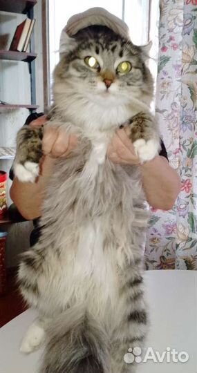 Кошка бесплатно