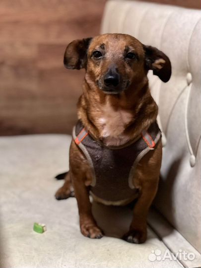 Отдам маленькую собачку в дар