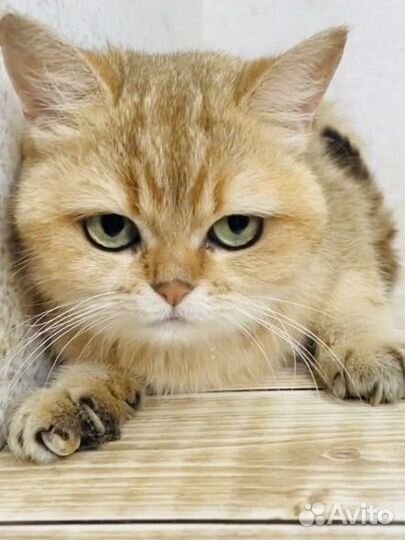 Британская кошка золотая