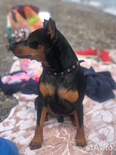 Вязка цвергпинчер