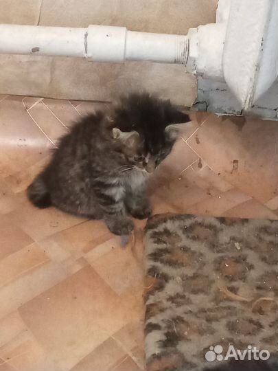 Кошки