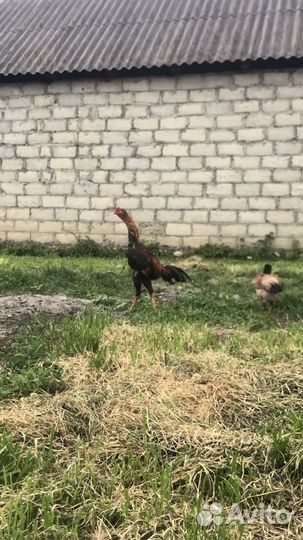 Бойцовые петухи