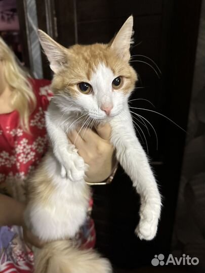 Кот в добрые руки