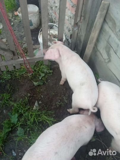 Поросенок ландрас+крупная белая