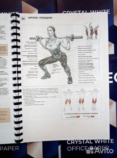 Анатомия силовых упражнений