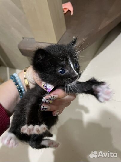 Котята в добрые руки даром