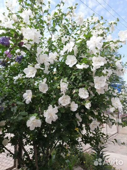 Гибискус сирийский махровый