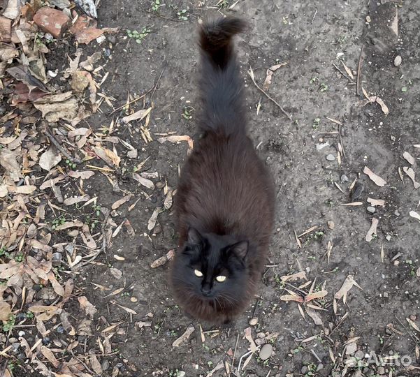 Котенок в шубке