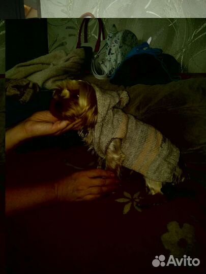 Тёплая вязанная одежда для питомцев