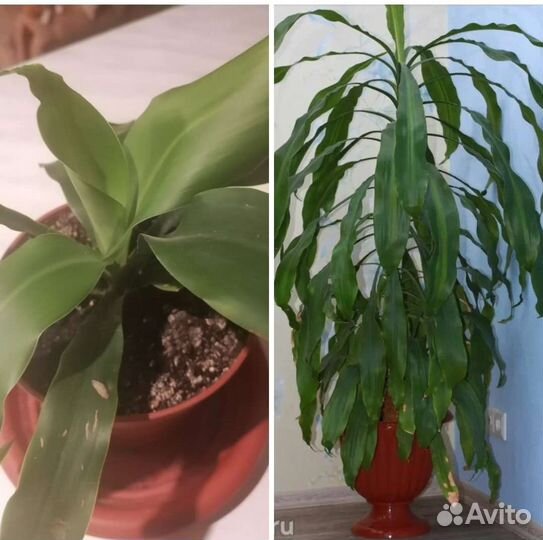 Драцена Душистая. Отросток