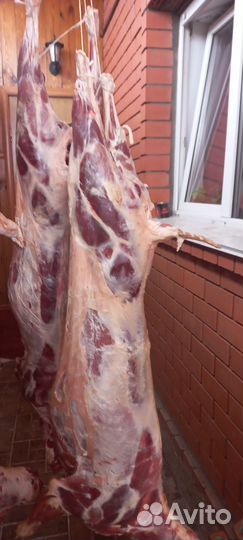 Мясо баранина