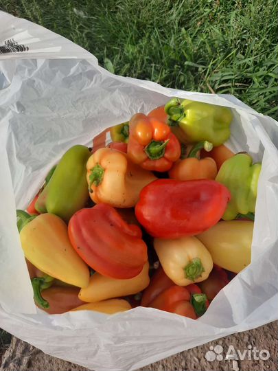 Перец болгарский домашний