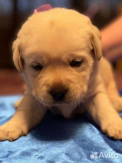 Щенки лабрадора