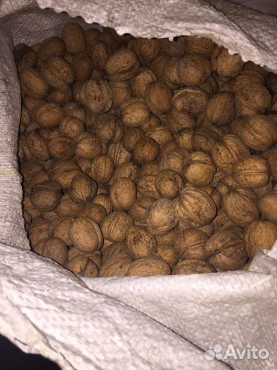 Орех грецкий