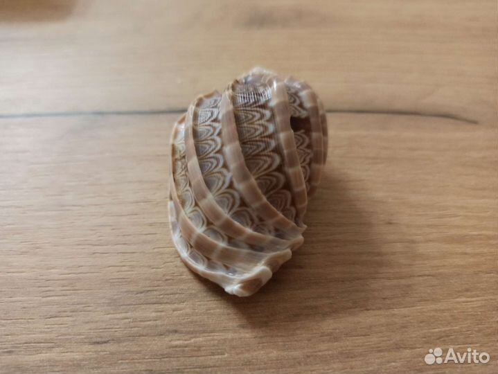 Морская раковина