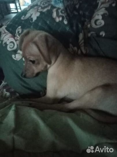 Мини той-терьер