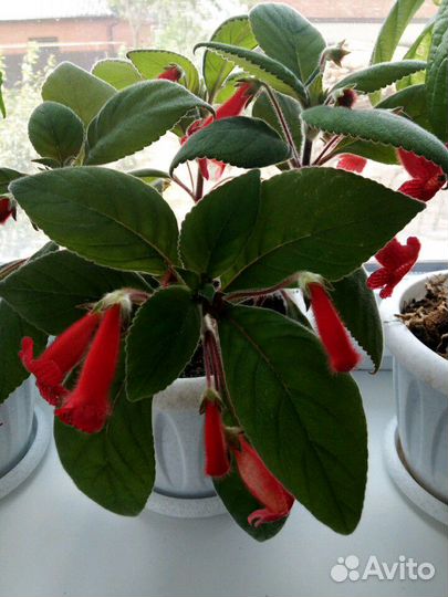 Эписция,Колерия,Молочай,Руэллия,Каллизия,Крестовни