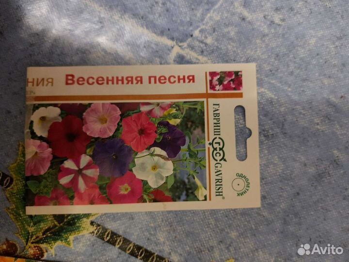 Рассада петуньи, бархатцев, астра. Лилейник