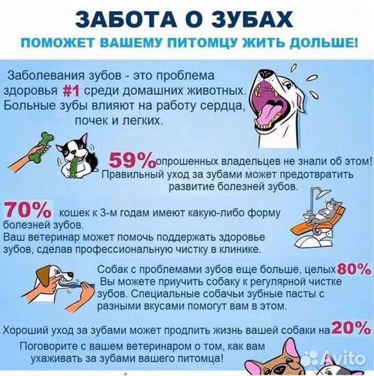 Ветеринарные услуги Ультразвуковая чистка зубов