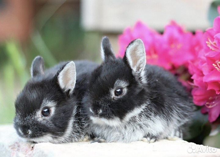 Ручные Карликовые Кролики из Питомника