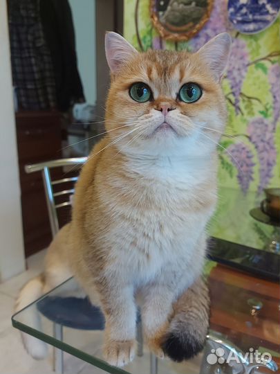 Кошки коты британские