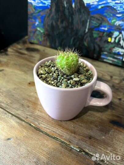 Кактус в горшочке-кружке