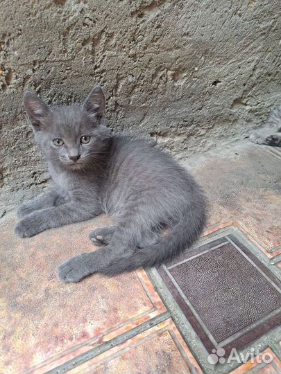Котята бесплатно