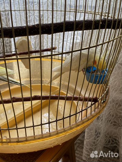 Попугаи корелла с клеткой