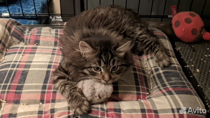 Котёнок Симба