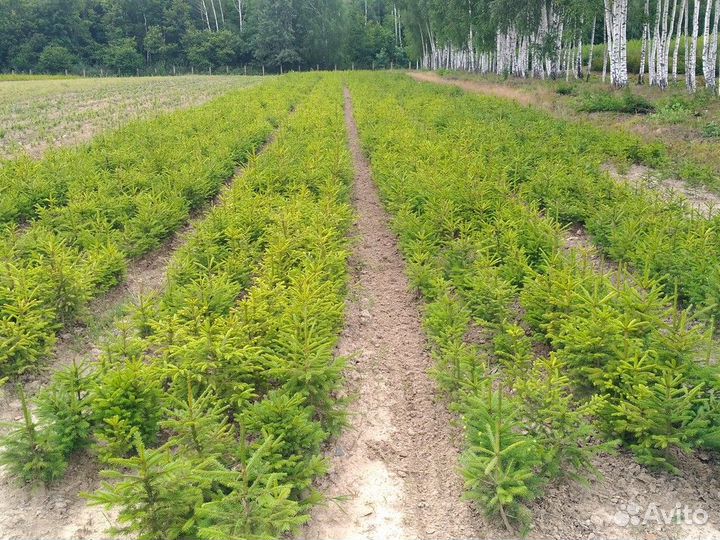 Саженцы ели