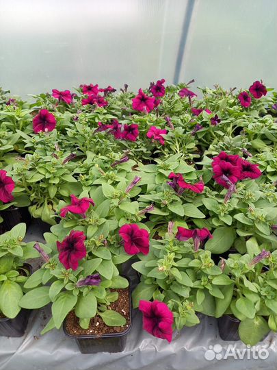 Рассада цветов