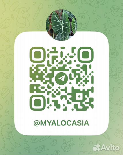 Алоказия Сабрина