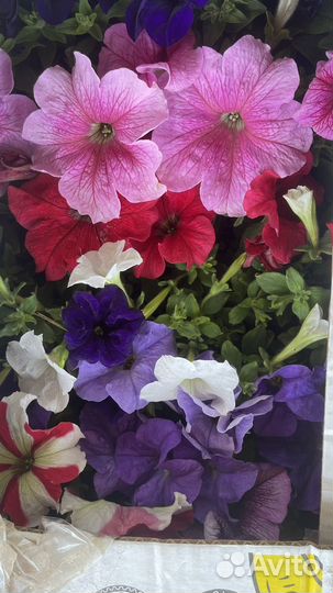 Садовые цветы оптом